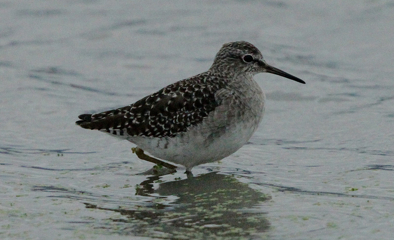 Territ, gros, (Calidris, canutus), Scolopacidae