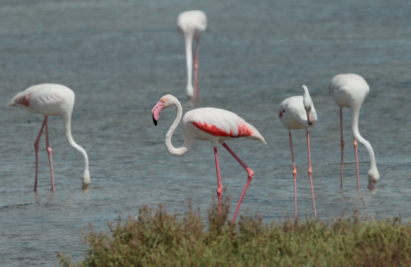 Flamenc rosat (Phoenicopterus roseus)