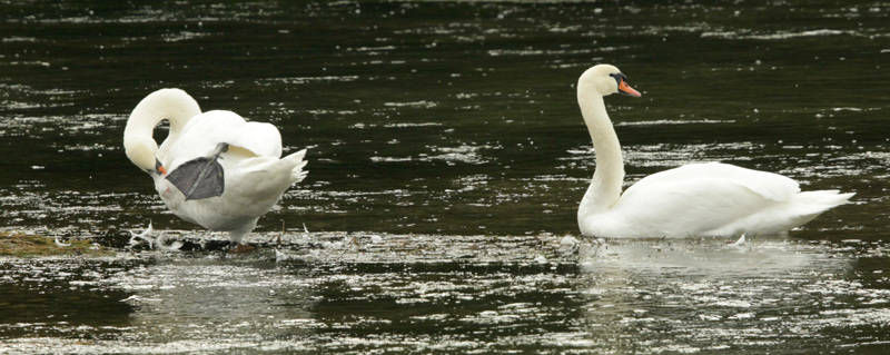 Cigne mut (Cygnus olor)