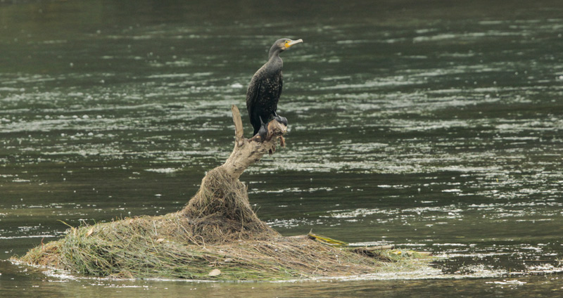 Corb Marí gros (phalacrocorax carbo)