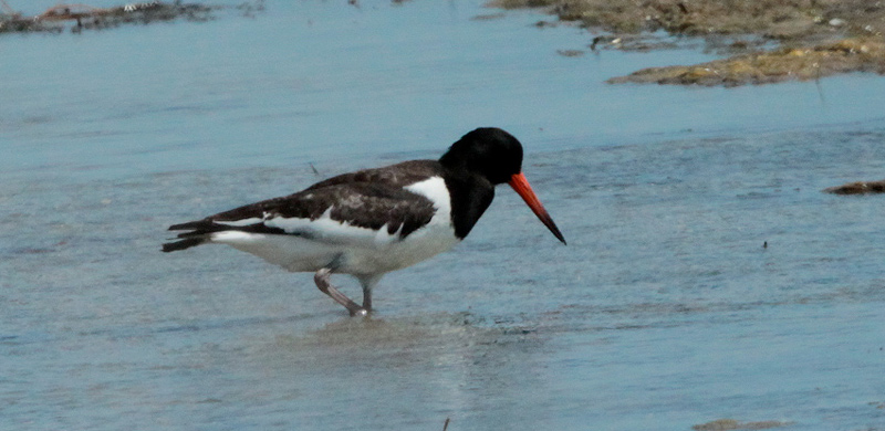 Garsa de mar (Haematopus ostralegus)