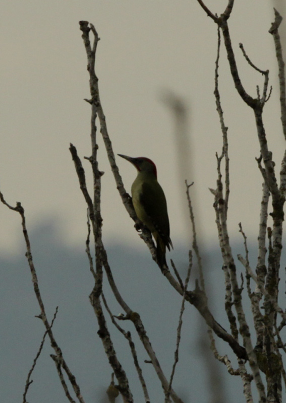 Picot verd (Picus viridis)