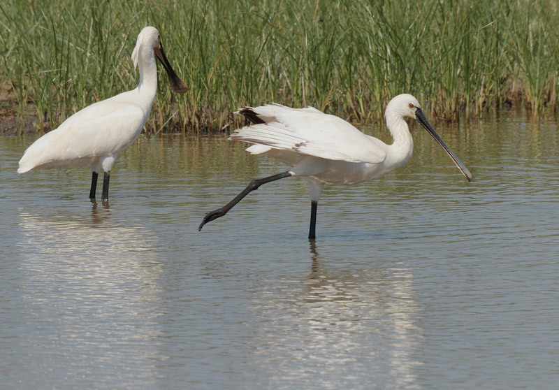 Becplaner (Platalea leucorodia)