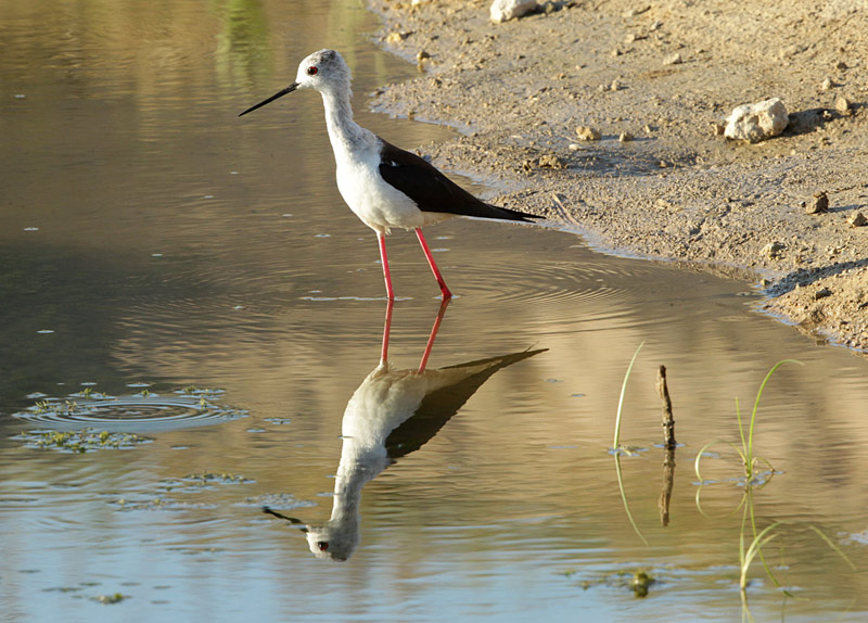 Cames llargues (Himantopus himantopus)