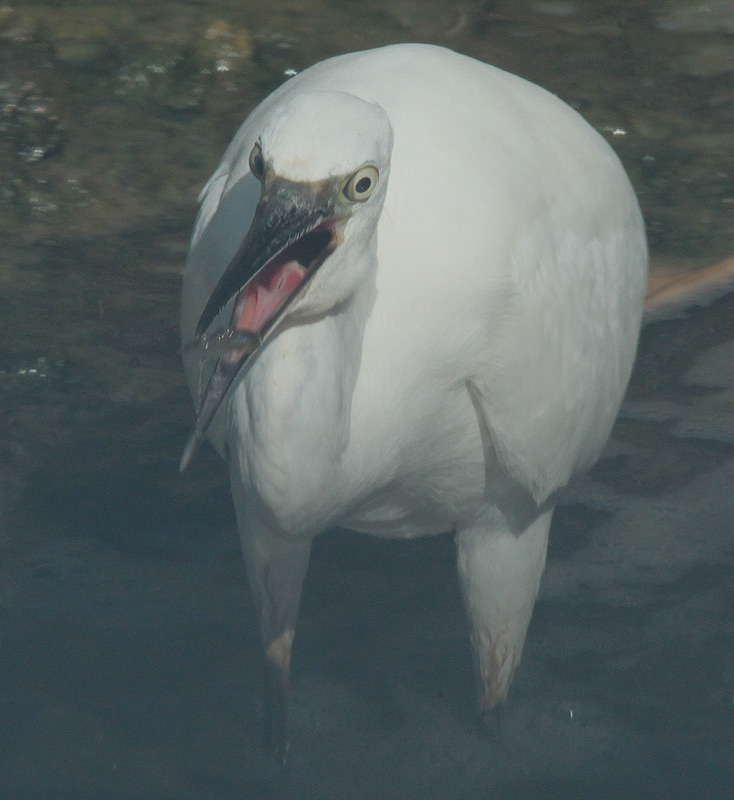 Martinet blanc (Egretta garzetta)