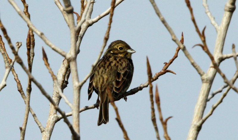 Gratapalles femella (Emberiza cirlus)