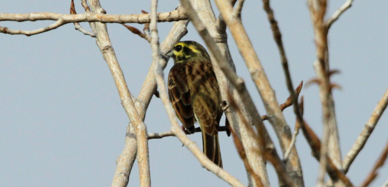 Gratapalles mascle (Emberiza cirlus)