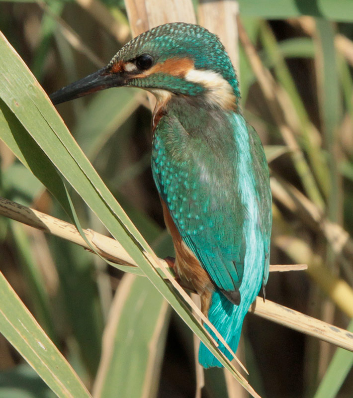 Blauet (Alcedo atthis) Alcedinidae