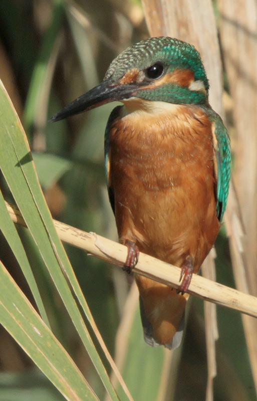 Blauet (Alcedo atthis) Alcedinidae