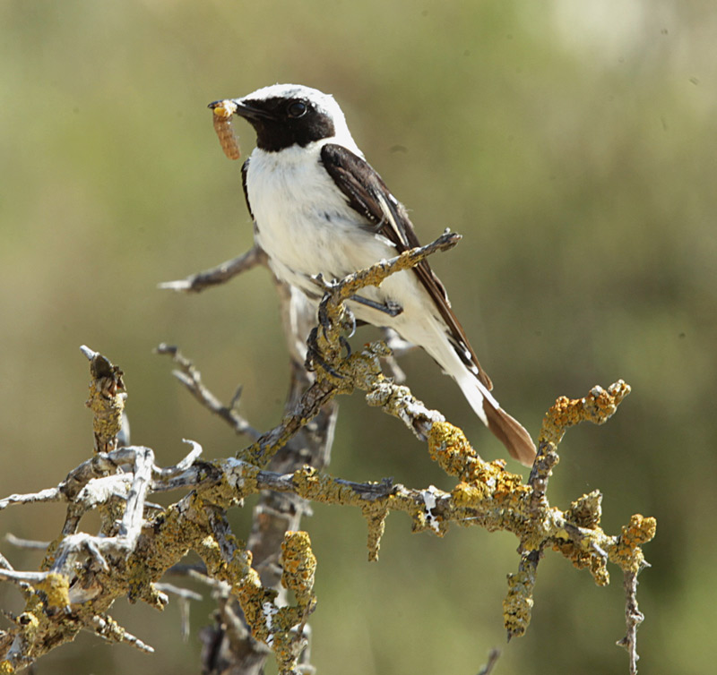 Còlit ros  mascle (Oenanthe hispanica)