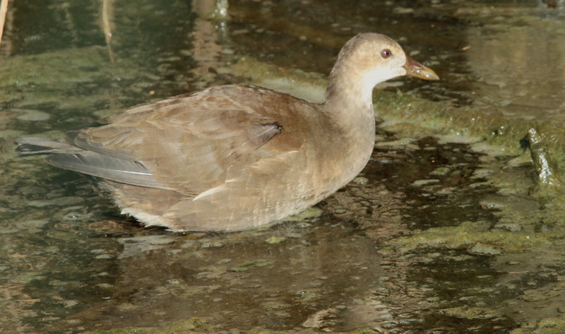 Polla d'aigua jove (Gallinula chloropus)