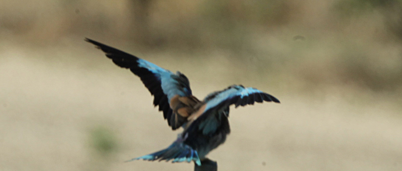 Gaig blau (Coracias garrulus).