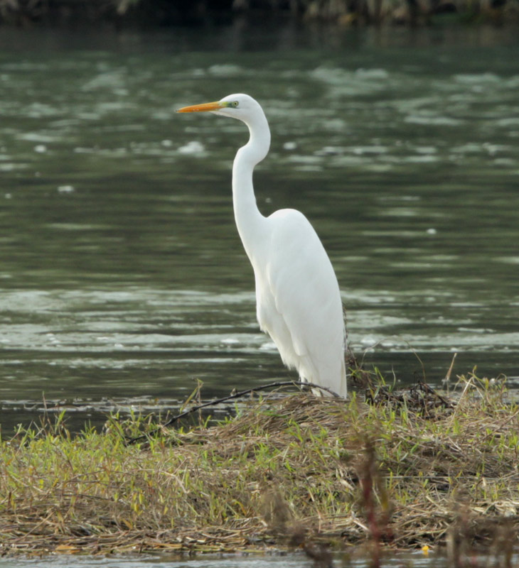 Agró blanc (Ardea alba)