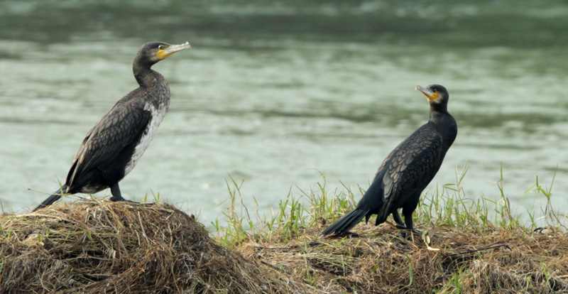 Corb Marí gros (phalacrocorax carbo)