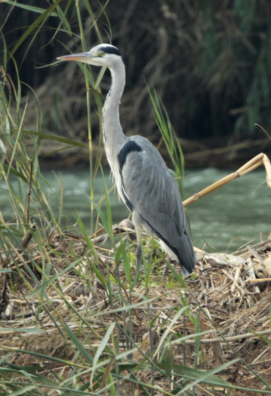 Bernat pescaire  (Ardea cinerea)