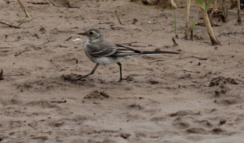 Cuereta blanca vulgar jove (Motacilla alba)