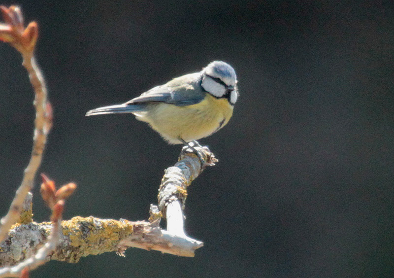 Mallerenga Blava  (Parus caeruleus)