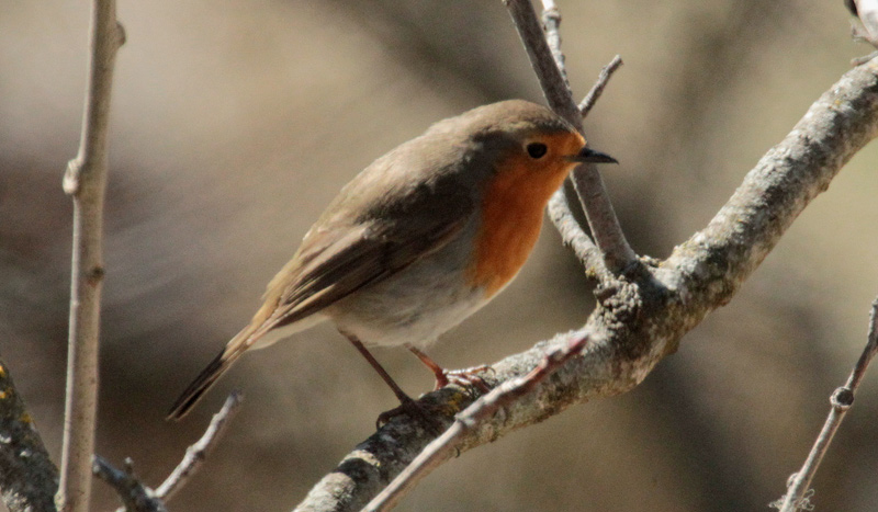 Pit roig (Erithacus rubecula)