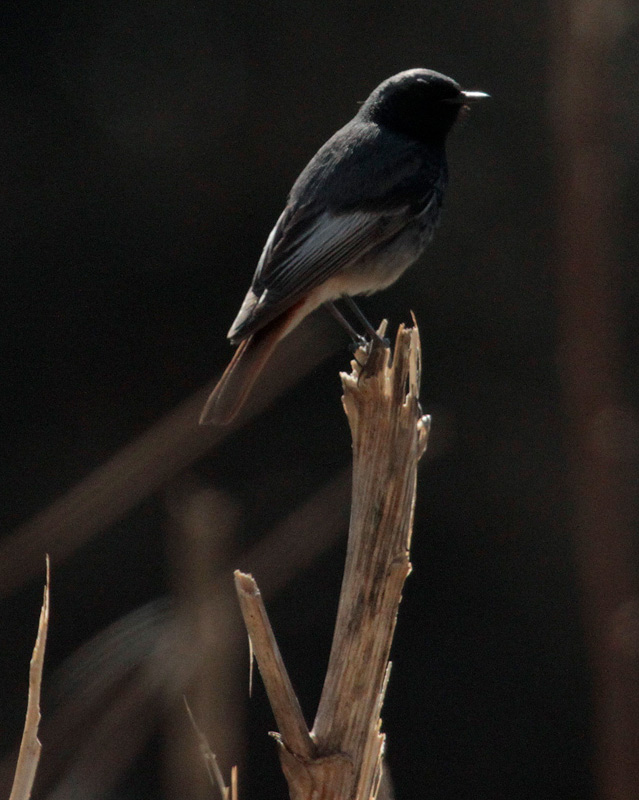 Cotxa fumada mascle (Phoenicurus ochruros) Muscicapidae