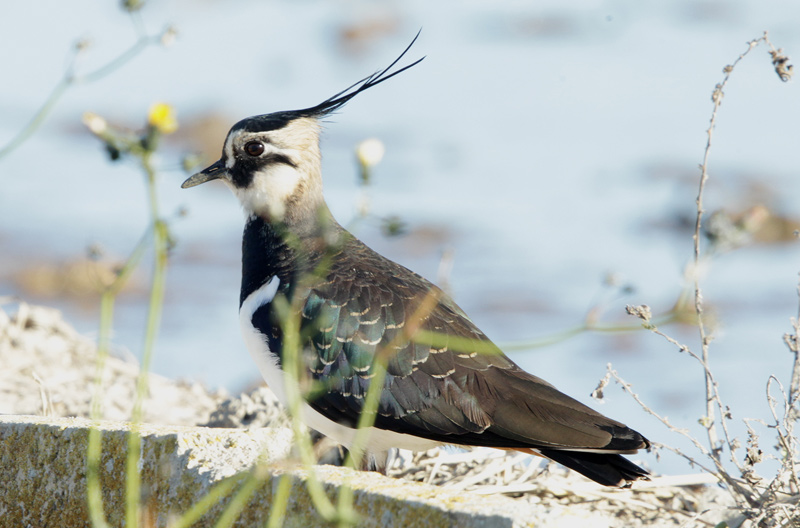 Fredeluga europea