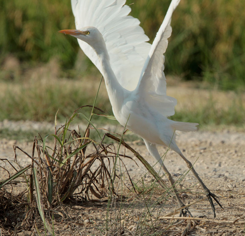 Esplugabous (Bubulcus ibis)