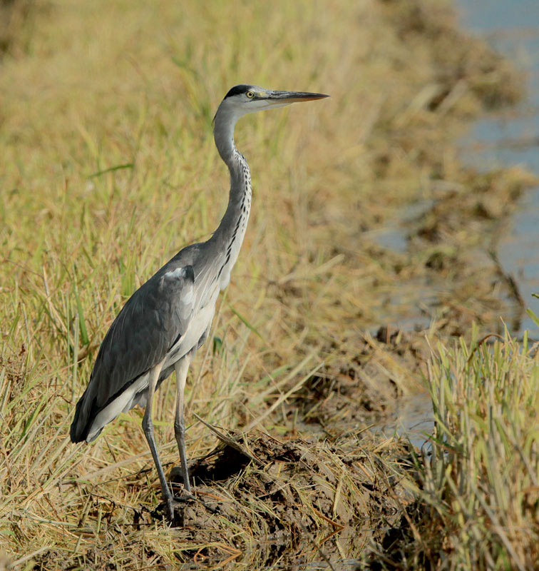 Bernat pescaire (Ardea cinerea) Ardeidae