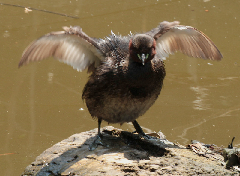 Cabusset  (Tachybaptus ruficollis)