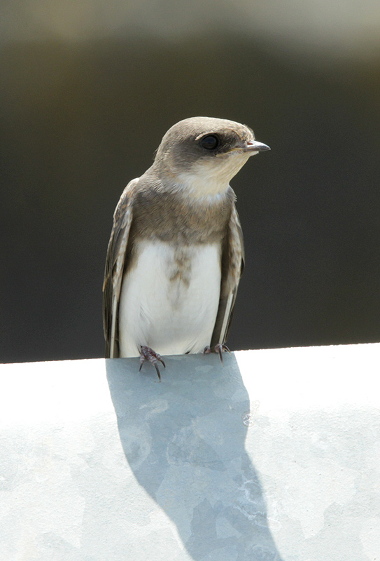 Oreneta de ribera  (Riparia riparia).