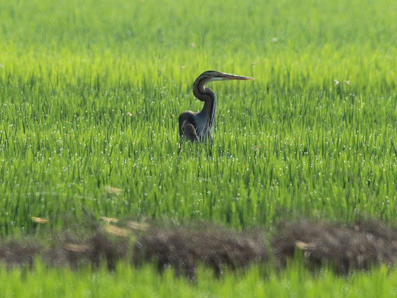 Agró roig (Ardea purpurea).