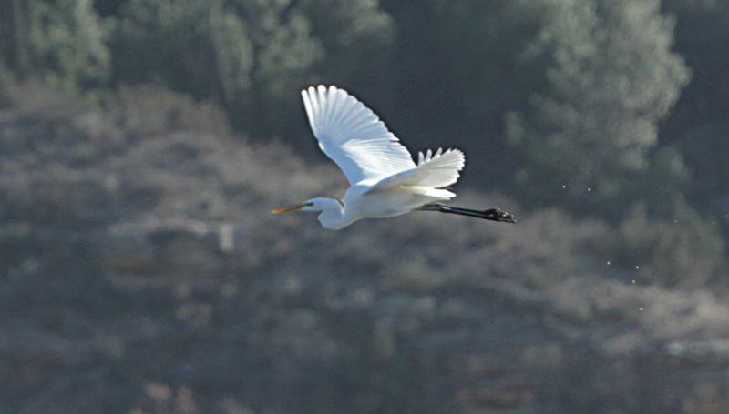 Agró blanc (Ardea alba)