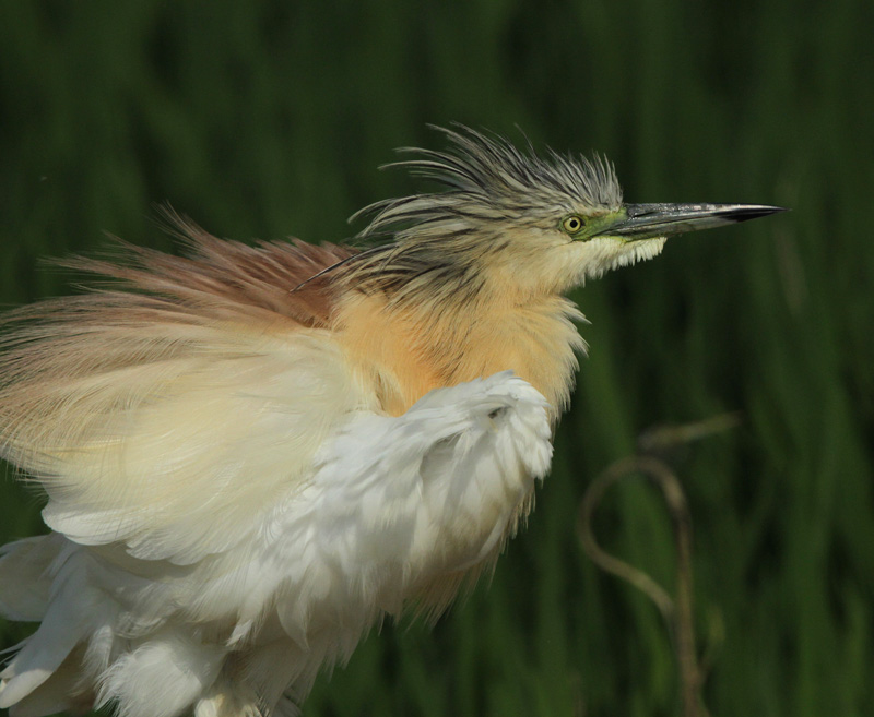 Martinet ros(Ardeola ralloides).