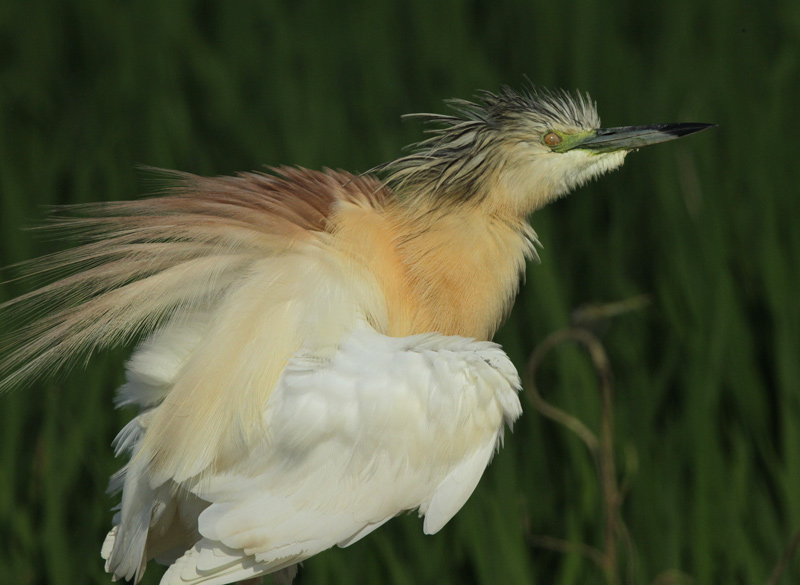 Martinet ros (Ardeola ralloides).