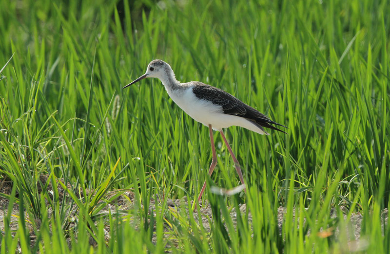 Immatur de cames llargues (Himantopus himantopus).