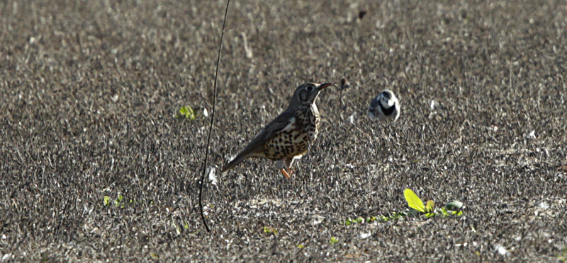 Griva (Turdus viscivorus)