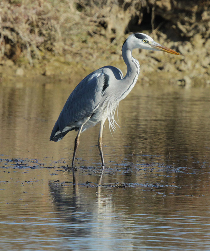 Bernat pescaire.