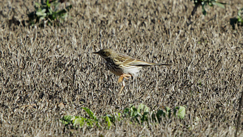 Titella  (Anthus pratensis)