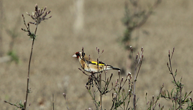 Cadernera (Carduelis carduelis)