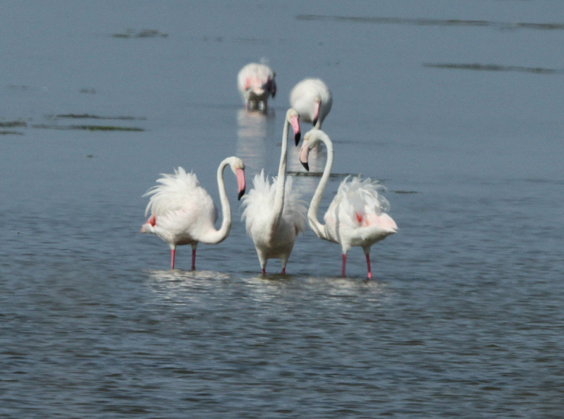 Flamenc rosat (Phoenicopterus roseus).