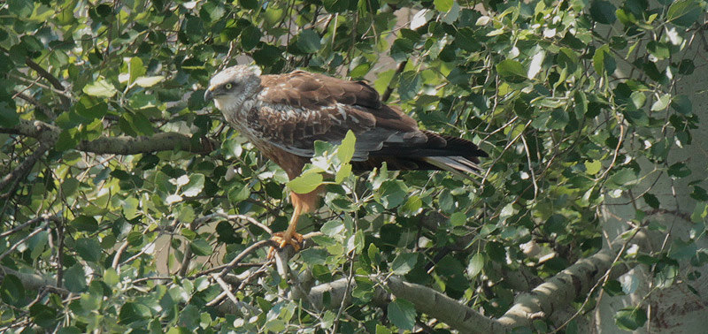 Arpella vulgar (Circus aeruginosus)