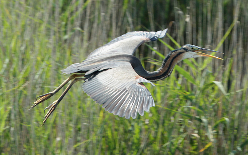 Agró roig (Ardea purpurea) .