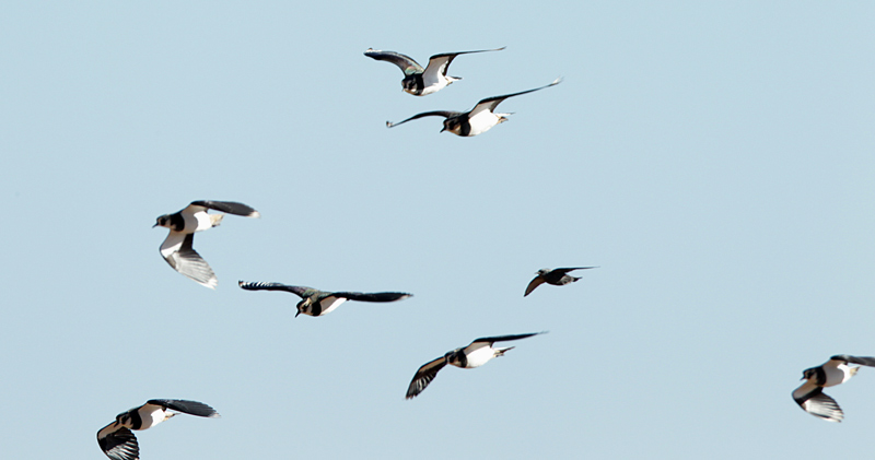 Fredeluga europea (Vanellus vanellus)