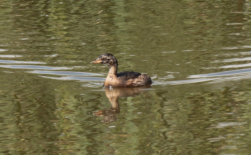 Cabusset  (Tachybaptus ruficollis)