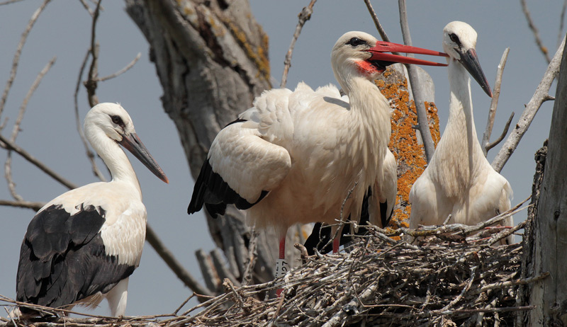 Cigonya blanca i Pollets  (Ciconia ciconia)