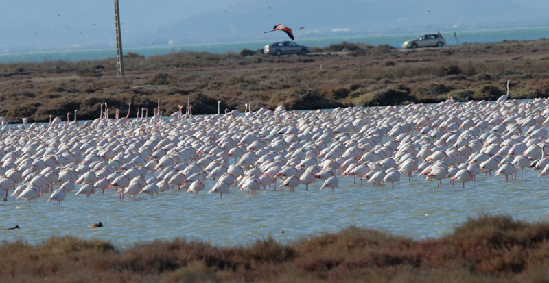 Flamenc rosat.