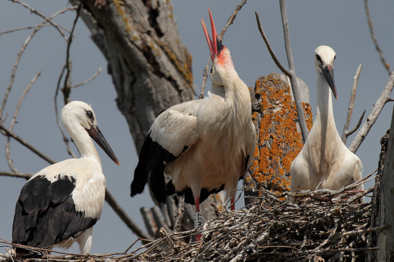 Cigonya blanca i Pollets  (Ciconia ciconia)