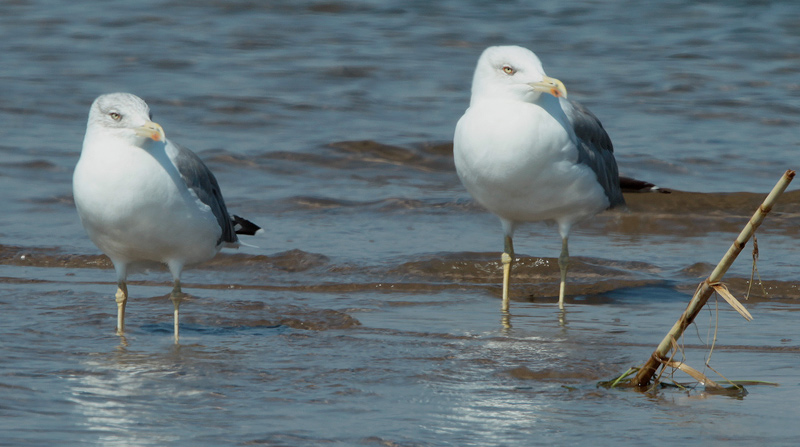 Gavià argentat (Larus michahellis)