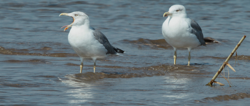 Gavià argentat (Larus michahellis)