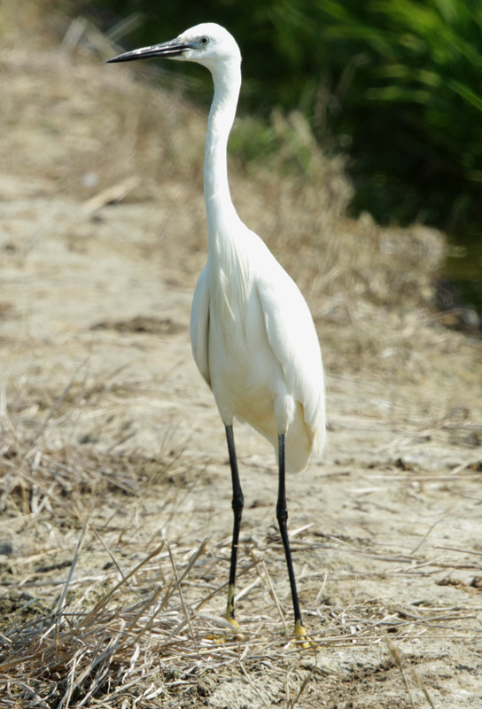 Martinet blanc (Egretta garzetta).