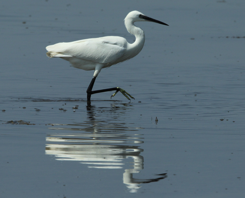 Martinet blanc (Egretta garzetta)