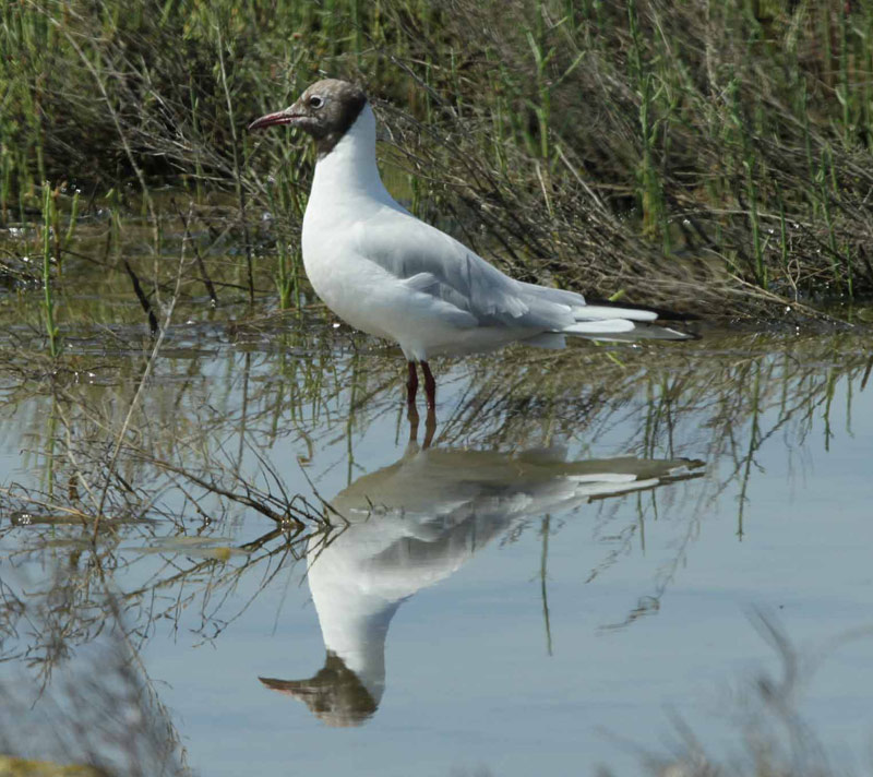 Gavina vulgar o gavina riallera (Larus ridibundus).